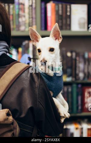 Un piccolo cane bianco che indossa un maglione blu è comodamente accoccolato sulla spalla della sua giovane donna, vestita con una giacca calda, in un'accogliente libreria Foto Stock