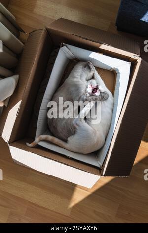 Due gatti sono accoccolati insieme all'interno di una scatola di cartone su un pavimento di legno, crogiolandosi alla luce del sole. L'ambiente accogliente cattura il calore e il comfort di una casa Foto Stock