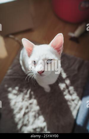 Un gatto bianco con gli occhi azzurri si siede serenamente su un tappeto illuminato dal sole, godendosi il calore e la tranquillità di un ambiente accogliente. Perfetto per gatto Foto Stock
