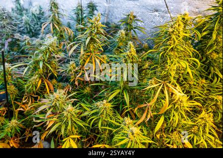 Una vista ravvicinata di una fiorente piantagione di marijuana al coperto con lussureggianti piante verdi di cannabis, che mostrano gemme mature e foglie vibranti. Foto Stock