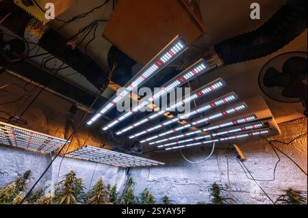 Impostazione avanzata per la coltivazione della cannabis con luci LED ad alta efficienza appese sopra piante di marijuana sane, ottimizzate per la crescita e la resa. Foto Stock