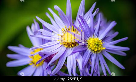 Primo piano vibrante e dettagliato di fiori di margherita di Michaelmas europei con uno sfondo morbido. Foto Stock