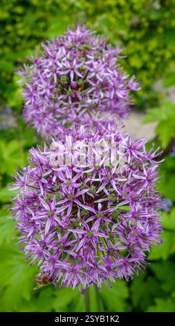 Un'immagine dettagliata che mostra le vivaci fioriture viola di Allium Hollandicum, adagiata su uno sfondo verde naturale, che mette in risalto l'intricata stella-sha Foto Stock