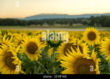 Un pittoresco campo di girasoli al tramonto con un unico fiore in erba a Ginevra, Svizzera. Le vivaci fioriture gialle contrastano con un tranquillo paesaggio A. Foto Stock