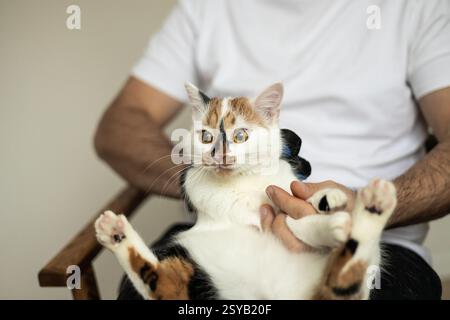Un gatto si siede comodamente in grembo di una persona mentre viene curato delicatamente. Il felino sembra calmo e rilassato, sottolineando la cura e il legame che comporta Foto Stock