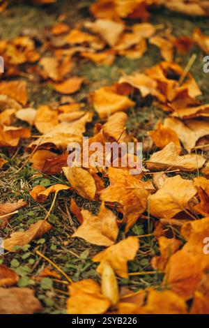 Un pittoresco spettacolo di foglie d'acero giallo sparse su un terreno erboso, catturando l'essenza della bellezza dell'autunno. Foto Stock