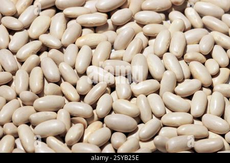 Immagine ad alta risoluzione che mostra una fitta diffusione di fagioli bianchi, riempiendo l'intera cornice con le superfici lisce e lucide. Foto Stock