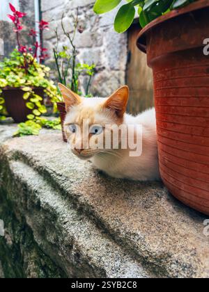 Un gatto bianco sereno con occhi blu poggia su una sporgenza di pietra, circondato da vibranti piante in vaso e da una rustica parete di pietra, che mostra un tranquillo giardino sc Foto Stock
