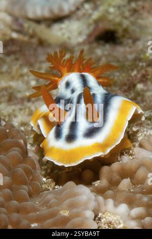 Foto estremamente ravvicinata sott'acqua di lumaca a stella striata (Chromodoris strigata) con antenne allungate che strisciano tra coralli piccolo polipo sassone Foto Stock