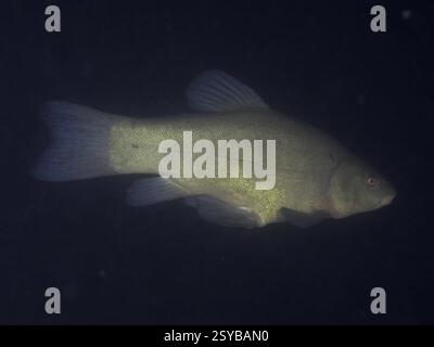 Una tinca (Tinca tinca) che nuota nell'oscurità dell'acqua, sito di immersione Terlinden, Kuesnacht, lago di Zurigo, Canton Zurigo, Svizzera, Europa Foto Stock