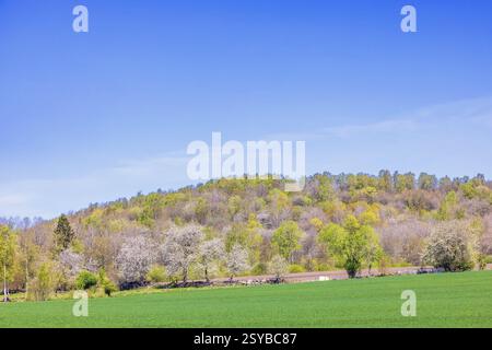 Alberi in erba in una foresta decidua su una collina vicino a un campo verde in campagna in primavera Foto Stock