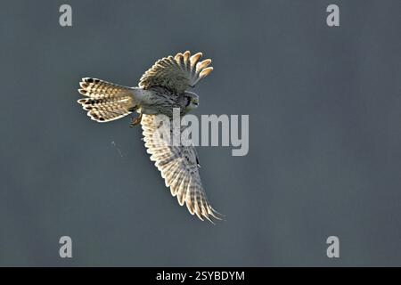 Kestrel (Falco tinnunculus), donna in volo, Svizzera, Europa Foto Stock