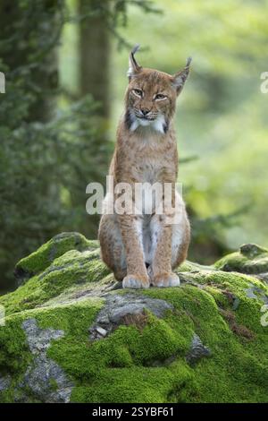 Lince eurasiatica (lince lince) seduta su una roccia coperta di muschio nella foresta e guardando attentamente, prigioniero, Parco Nazionale della Foresta Bavarese, Baviera, Germa Foto Stock