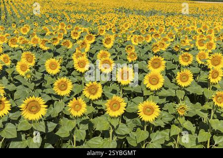 Girasoli (Helianthus annuus), campi di girasole in fiore, Hirschstein, Sassonia, Germania, Europa Foto Stock