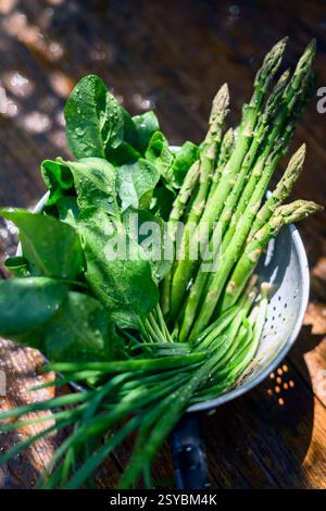 Lavare gli asparagi freschi, gli spinaci verdi e le foglie di scallio in un colino metallico all'aperto. Concetto di agricoltura biologica Foto Stock