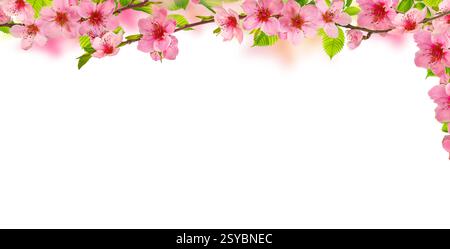 Sfondo primaverile con rami di fiori sakura rosa, isolati su bianco Foto Stock