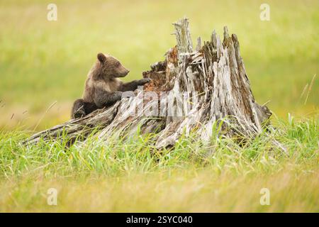 Il giovane orso bruno esplora la fossa degli alberi in un prato erboso Foto Stock