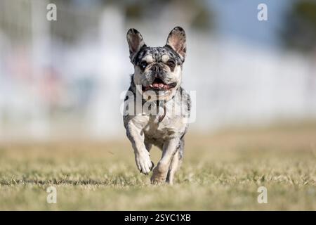 Corsa Merle Bulldog francese Frenchie Lure da corsa Sprint Dog Sport Foto Stock