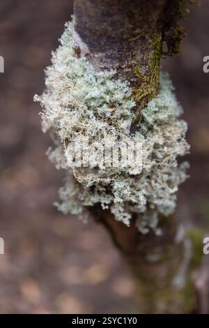 Primo piano il lichene della barba di un vecchio che cresce sulla corteccia degli alberi nella foresta Foto Stock