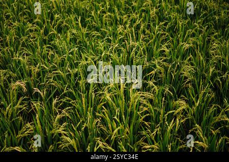 Primo piano dei campi di riso con i cereali di maturazione a Tetebatu, Indonesia Foto Stock
