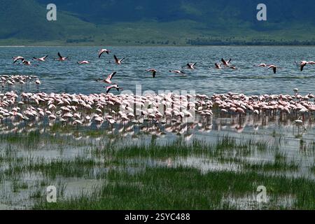 Gruppo di fenicotteri in acqua, Ngorongoro Conservation area Foto Stock
