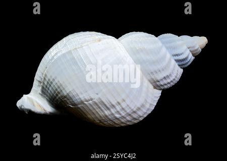 Grande guscio bianco buccinum undatum buccinum su sfondo nero Foto Stock
