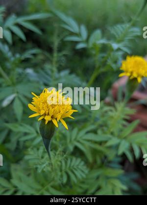 Un primo piano di un vivace fiore di calendula gialla con petali sottili sullo sfondo di lussureggianti foglie verdi. Foto Stock