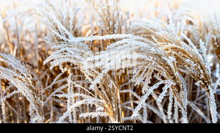 Erba selvatica ricoperta di gelo alla luce del sole del mattino d'inverno - primo piano di cristalli di ghiaccio sulle piante secche - primo piano macro dettagliato di g selvatico ricoperto di gelo Foto Stock