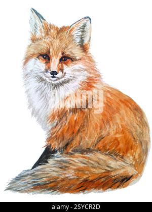Volpe ad acquerello realistico su sfondo bianco Foto Stock
