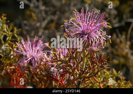 Il coneflower di rosa (Isopogon formosus) in fiore, nell'habitat naturale di Cape le Grand, Australia Occidentale Foto Stock