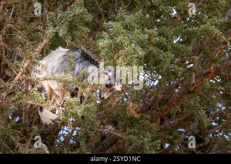 Le capre in Marocco si trovano arrampicandosi sugli alberi di Argan per raggiungere il frutto, specialmente quando il cibo è scarso. Foto Stock