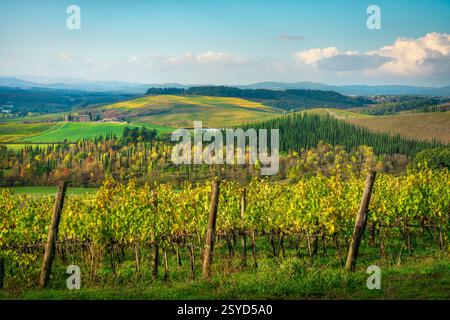 Paesaggio con vigneti in primo piano e cipressi sullo sfondo. Castellina in Chianti, stagione autunnale, regione Toscana, Italia Foto Stock
