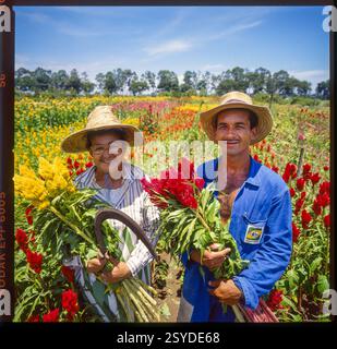 Brasile, Holambra, uomo e donna hanno raccolto fiori di coccodrillo nel campo con le falci. I Celosia sono destinati al mercato locale e all'esportazione. Foto Stock