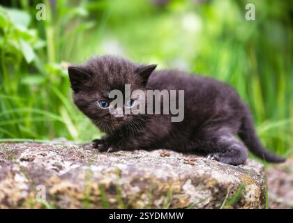 Un piccolo divertente gattino nero, di due settimane, con gli occhi blu seduti sulla pietra nel giardino. (Felis catus) concetto di fattoria naturale. Foto Stock