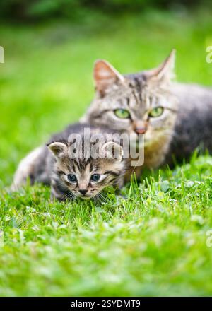 Il gatto a righe siede nell'erba con il gatto madre nel giardino primaverile. Animali domestici. Momenti felici. (Felis catus) concetto di fattoria naturale. Foto Stock