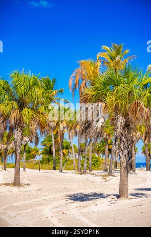 Stampe fotografiche di scorta. Spiaggia di palme tropicali Miami Foto Stock
