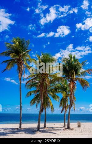 Stampe fotografiche di scorta. Spiaggia di palme tropicali Miami Foto Stock
