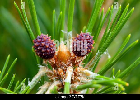 Coni di pino piccoli che crescono su un abete in primavera in Inghilterra con aghi di pino Foto Stock