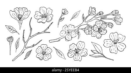 Un set di fiori sakura con splendidi ramoscelli e gemme, realizzati a mano con una fodera. Illustrazione vettoriale di un albero in fiore giapponese in stile vintage. Set di elementi floreali e botanici Illustrazione Vettoriale