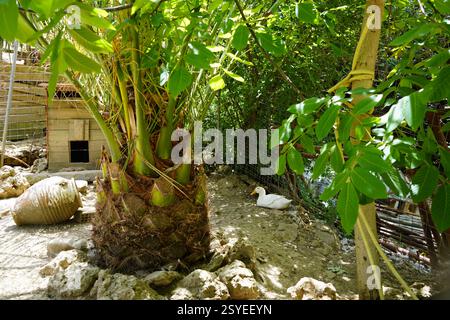 Un'anatra si rilassa nel bellissimo giardino del Monastero di San Panteleimon dove c'è anche un'Arca di animali salvati, come i lama Foto Stock