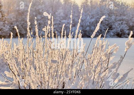 Cespugli invernali ricoperti di neve sul bordo del campo in controluce. Foto Stock