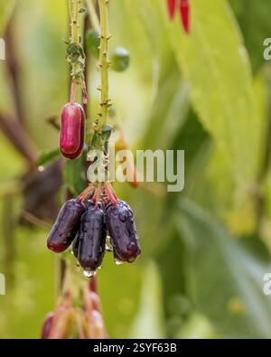 Foto ravvicinate delle bacche mature della fucsia boliviana appese alla pianta, con gocce di pioggia su di esse, catturate in una fattoria nelle Ande orientali. Foto Stock