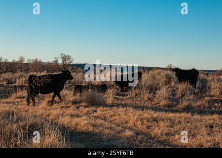 Mucche con giovani vitelli in primavera in un ranch nella Owens Valley. Foto Stock