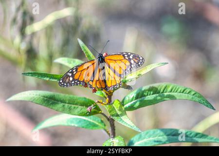 Lo storico Giardino Botanico la Concepcion nella città di Malaga in Andalusia, Spagna, Europa. Farfalla Monarch arroccata su un fogliame verde vivace, ali di Foto Stock