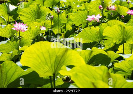 Fiori di loto e foglie nello stagno del parco Baile Felix, nella contea di Bihor, Romania Foto Stock