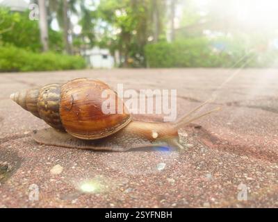 Lumaca (Helix pomatia, lumaca romana, lumaca di Borgogna) camminando lentamente sul passaggio pedonale in giardino, concetto di successo Foto Stock