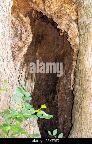 Buco alla base di un grande albero nel parco . Foto di alta qualità Foto Stock