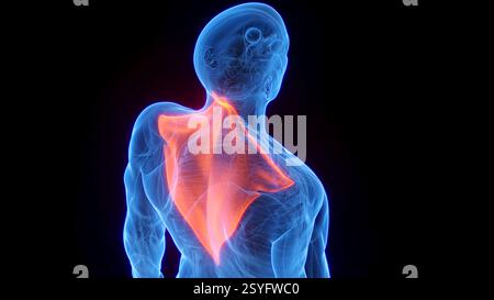 Trapezius, illustrazione. Foto Stock