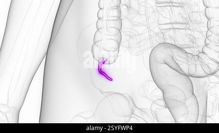 Appendice femminile, illustrazione. Foto Stock