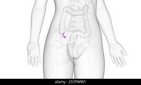 Appendice femminile, illustrazione. Foto Stock